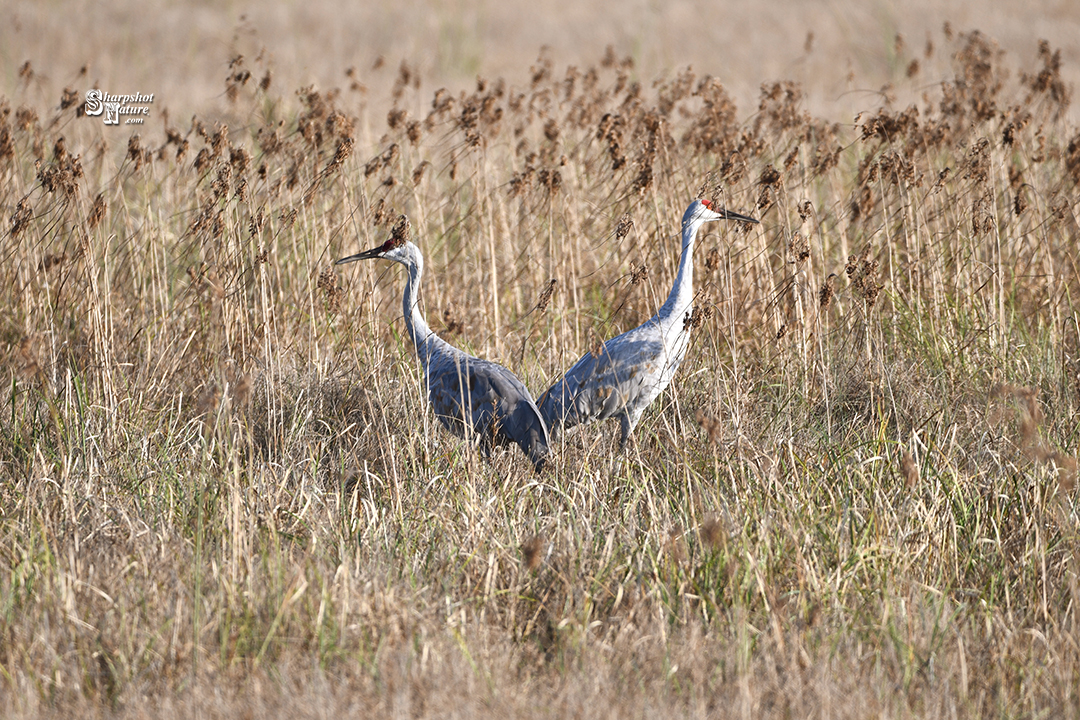 Sandhill Crane