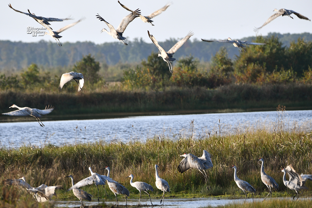 Sandhill Crane