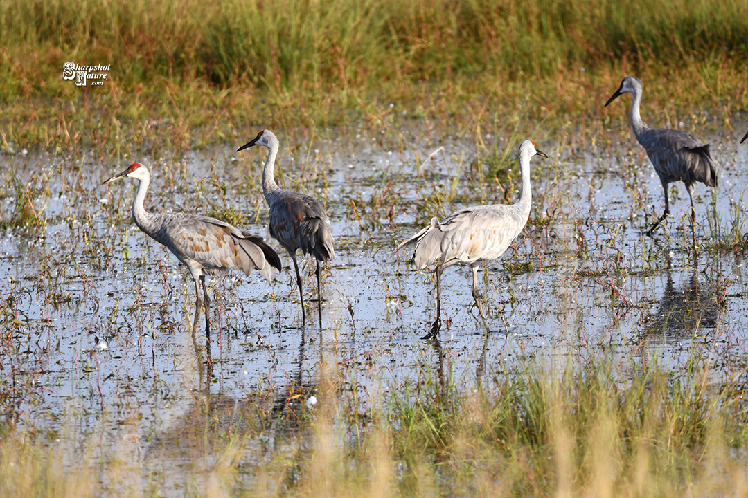 Sandhill Crane