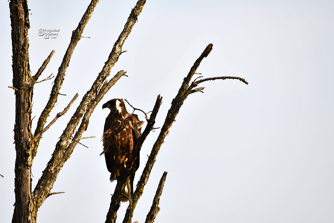 Bald Eagle Juvenile