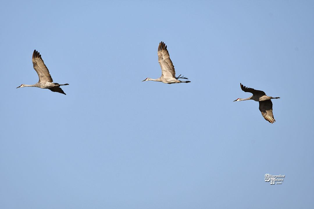 Sandhill Crane