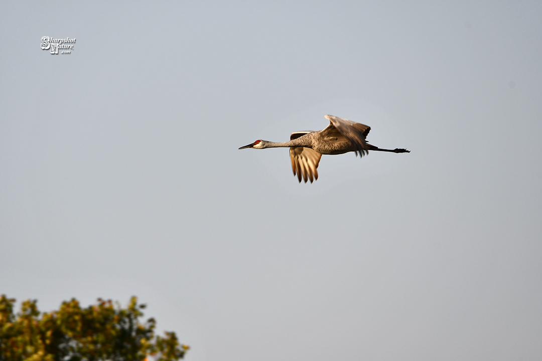 Sandhill Crane