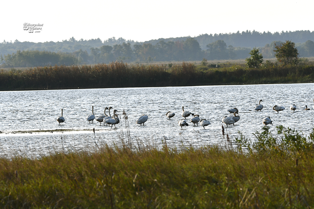 Trumpeter Swan