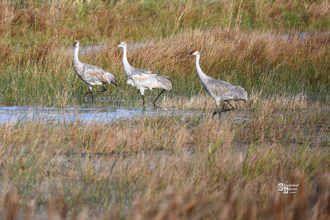 Sandhill Crane