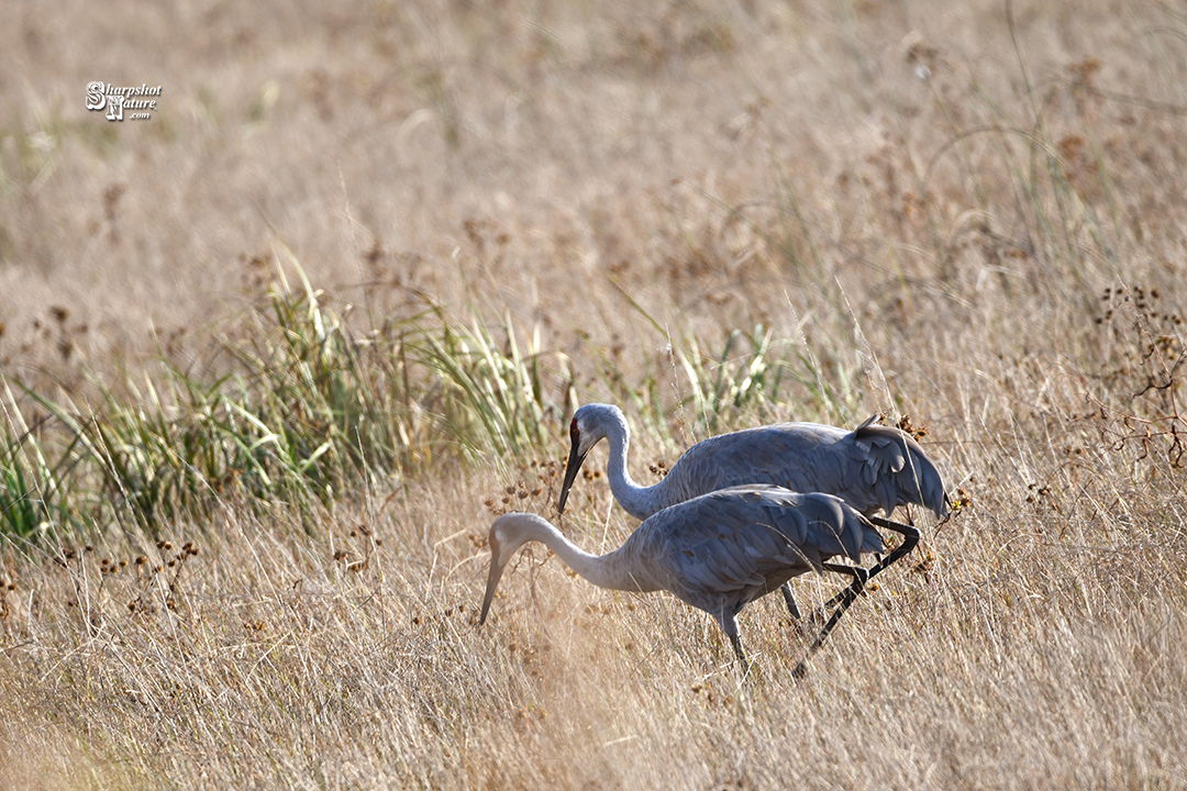 Sandhill Crane