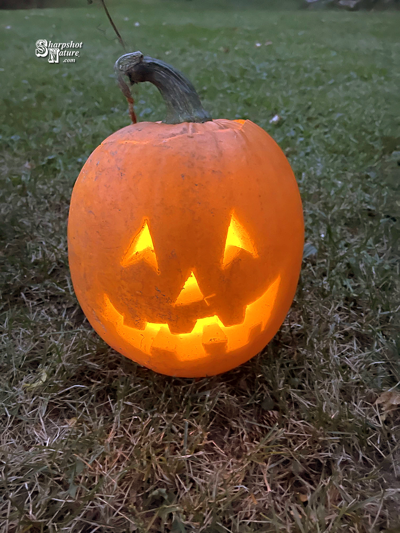 Jack 'O Lantern