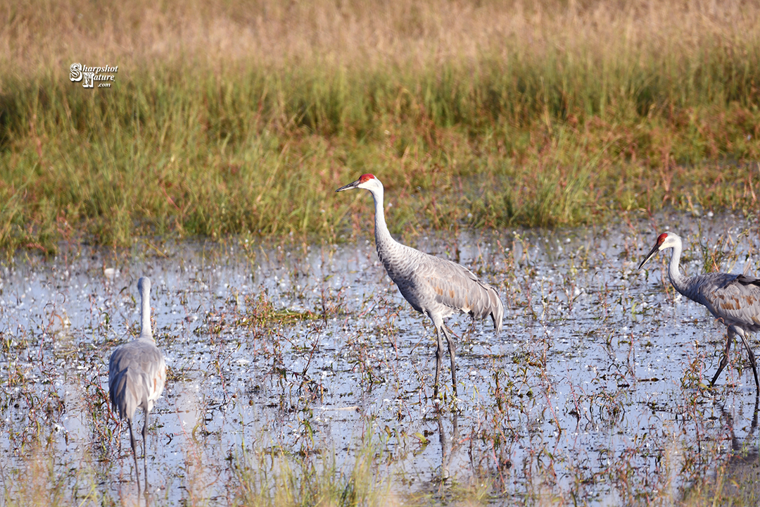 Sandhill Crane