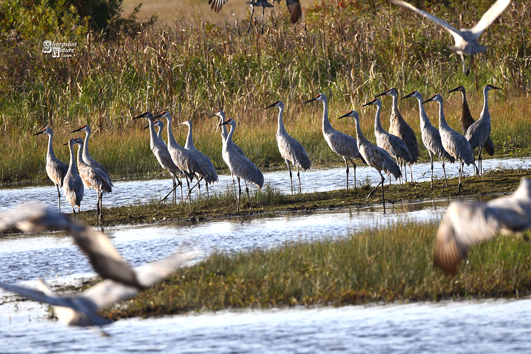 Sandhill Crane