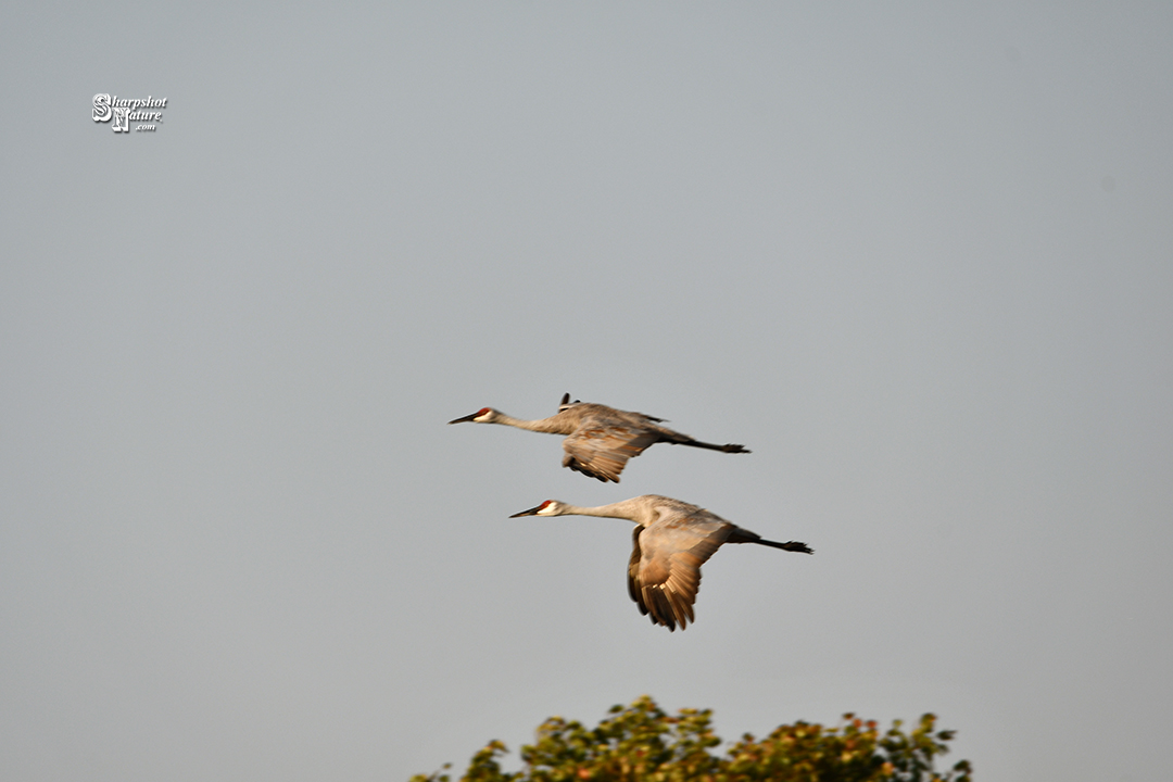 Sandhill Crane