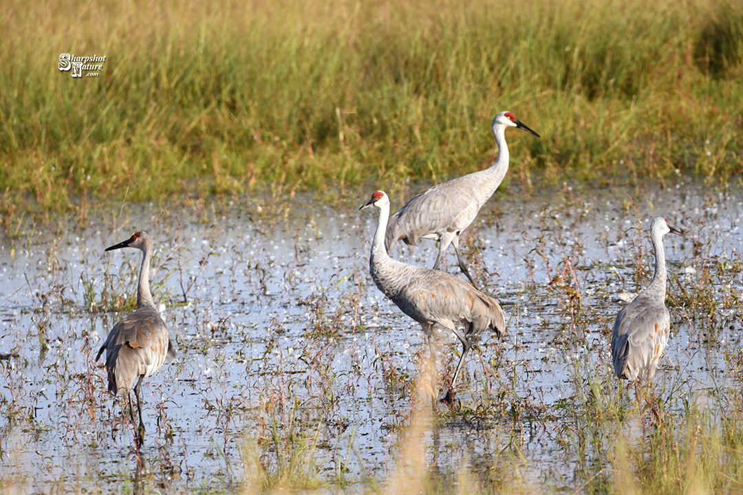 Sandhill Crane