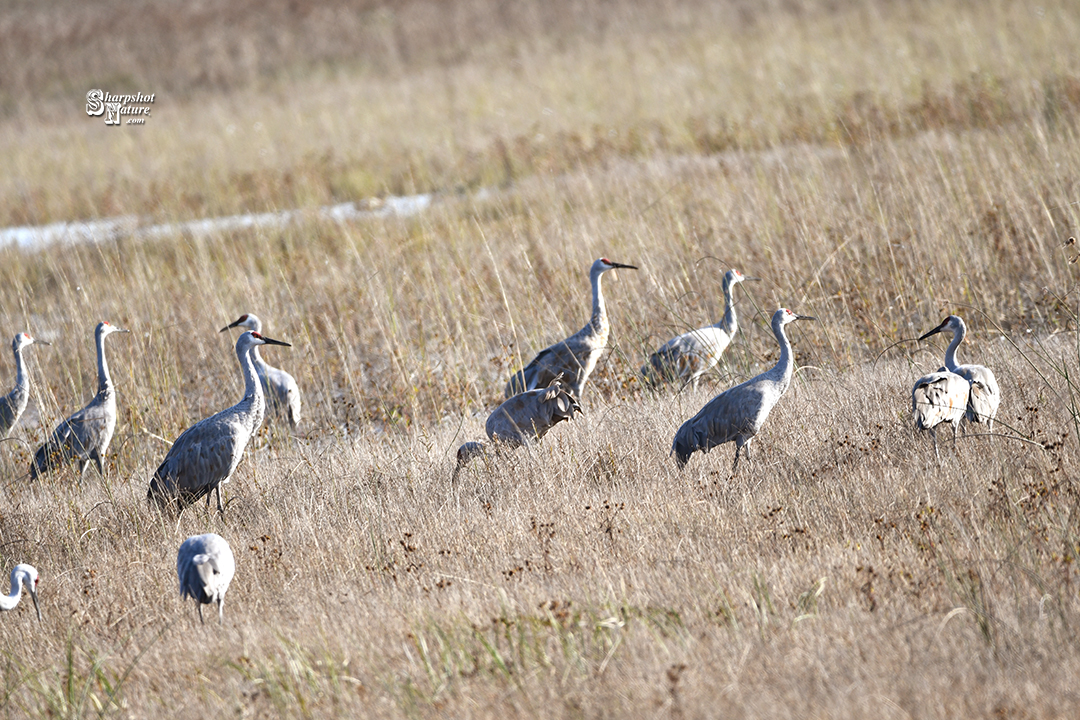 Sandhill Crane