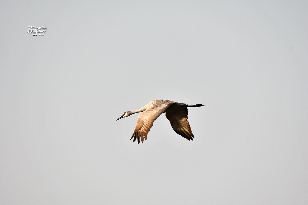 Sandhill Crane