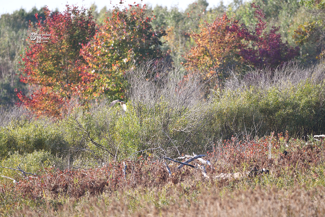 Harrier Hawk