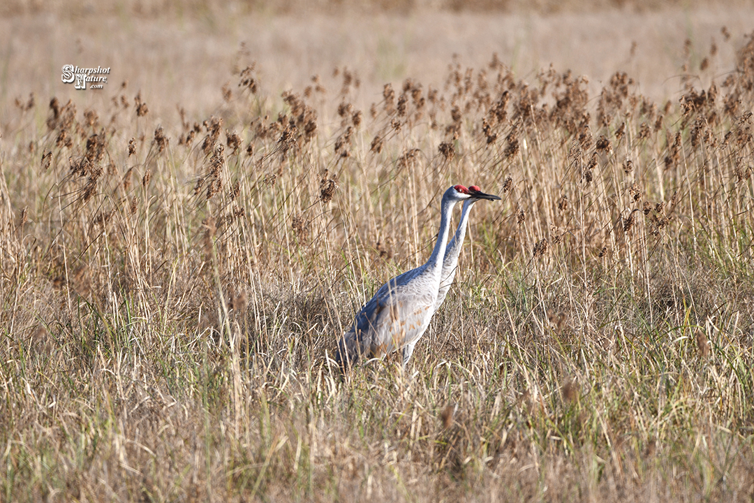 Sandhill Crane