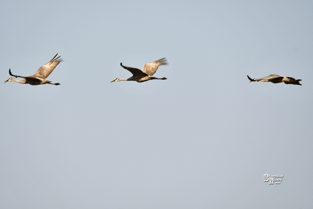 Sandhill Crane