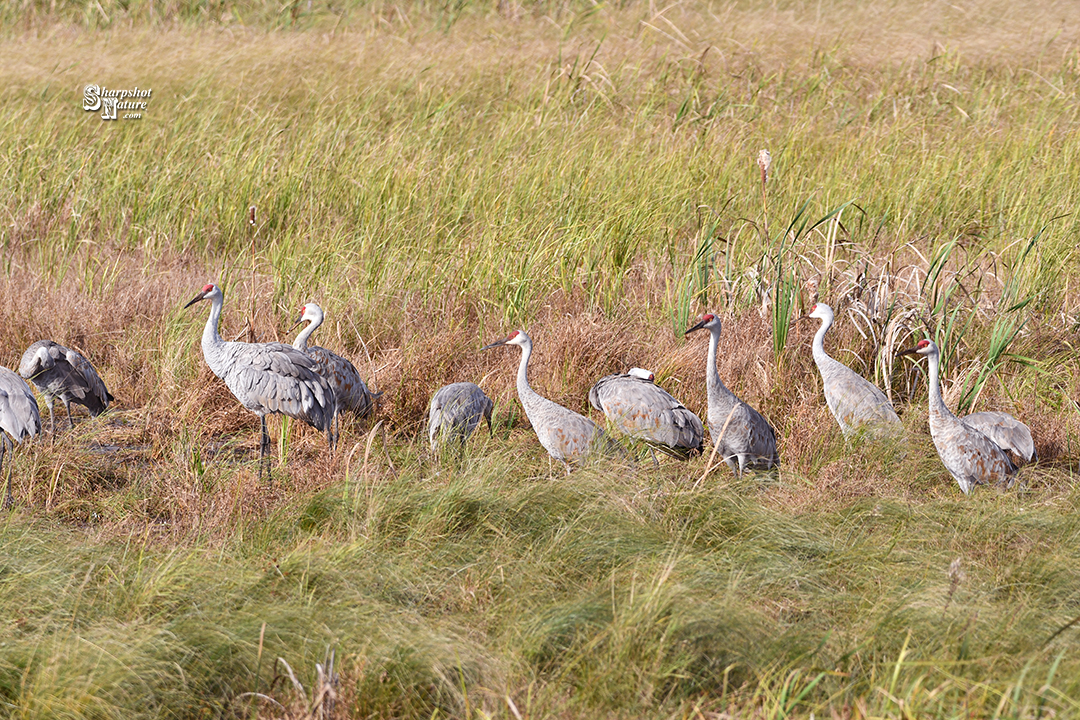 Sandhill Crane