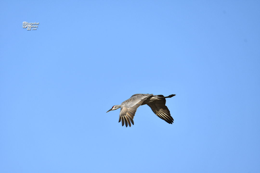 Sandhill Crane