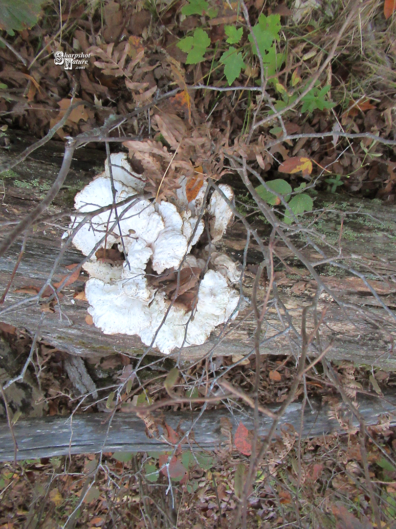 Fungus