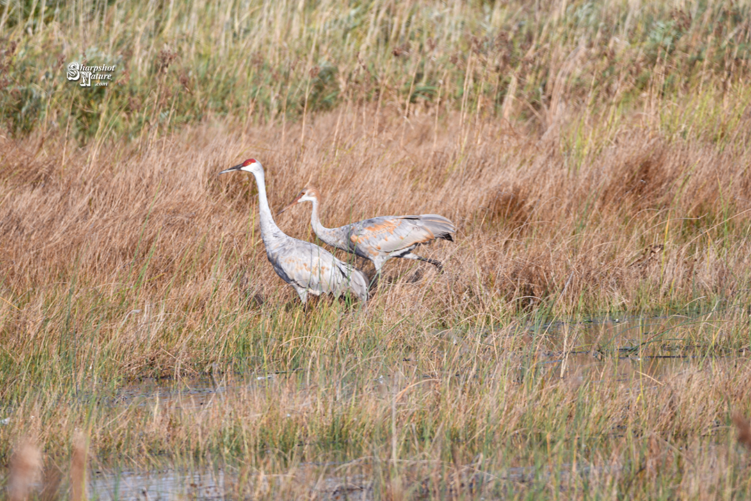 Sandhill Crane