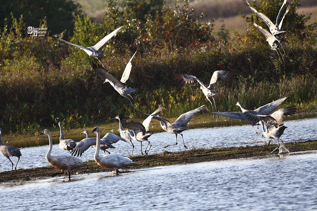 Sandhill Crane