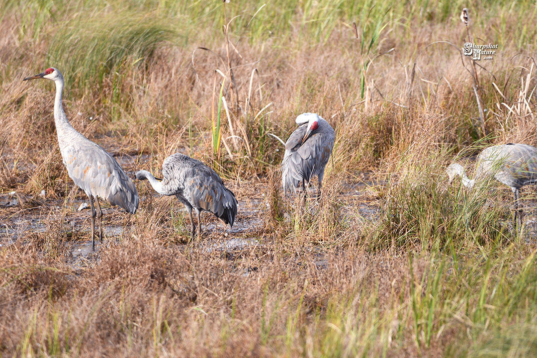 Sandhill Crane