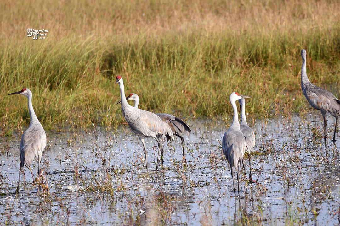 Sandhill Crane