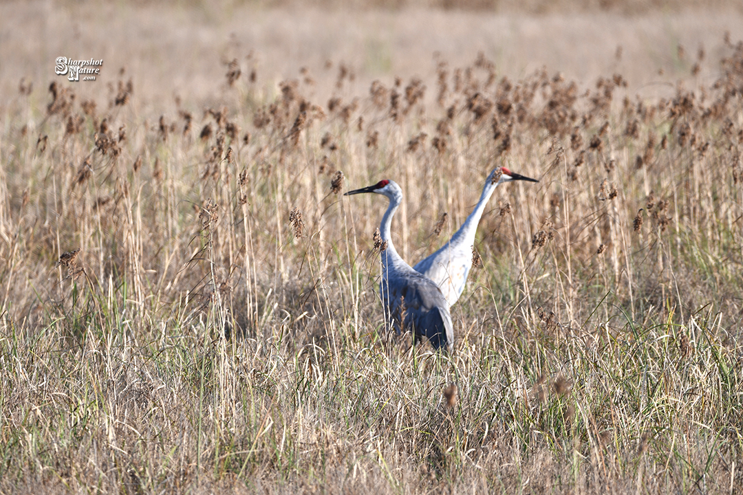 Sandhill Crane