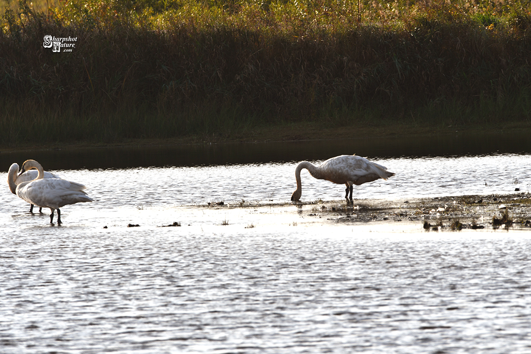 Trumpeter Swan