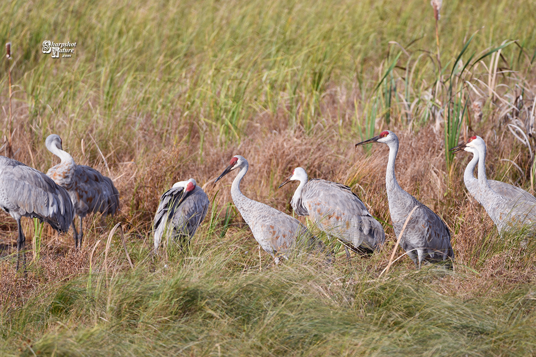 Sandhill Crane