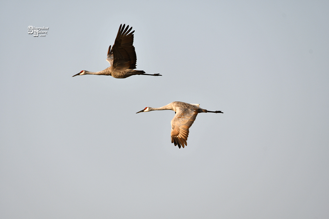 Sandhill Crane