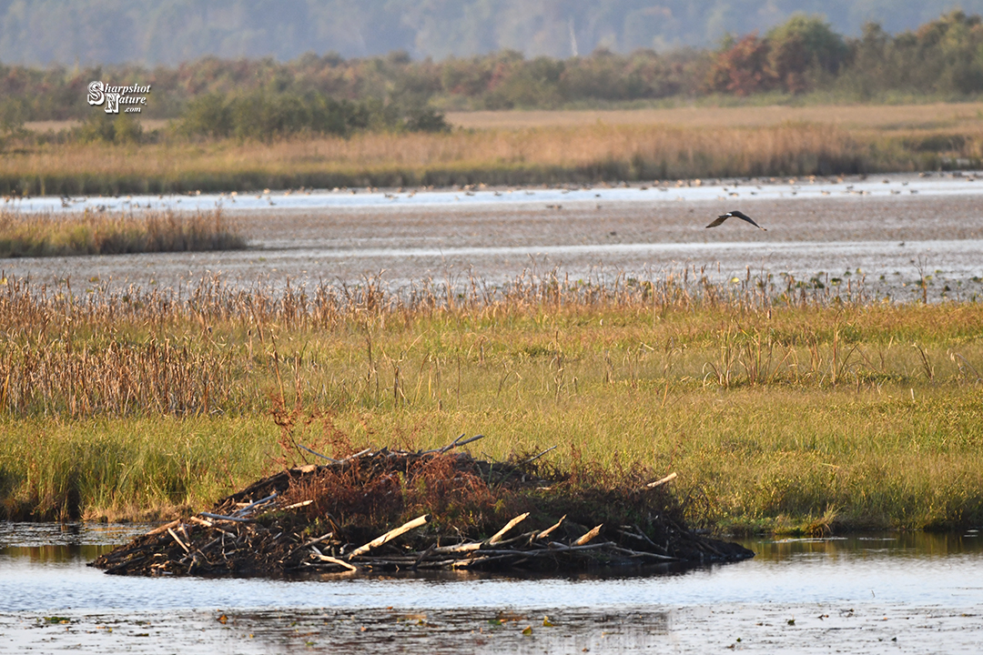 Beaver Hut