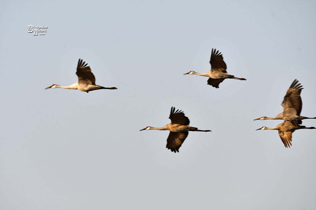 Sandhill Crane