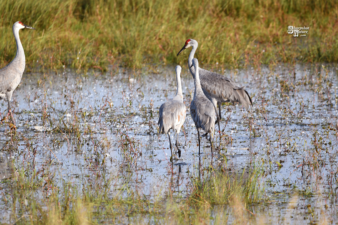 Sandhill Crane