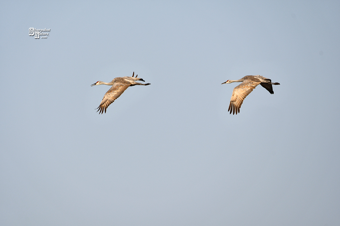 Sandhill Crane