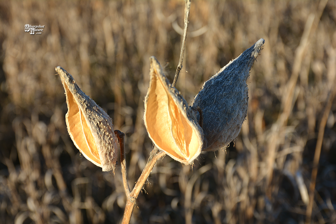 Milkweed Seedpod