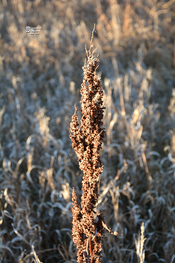 Curly Dock