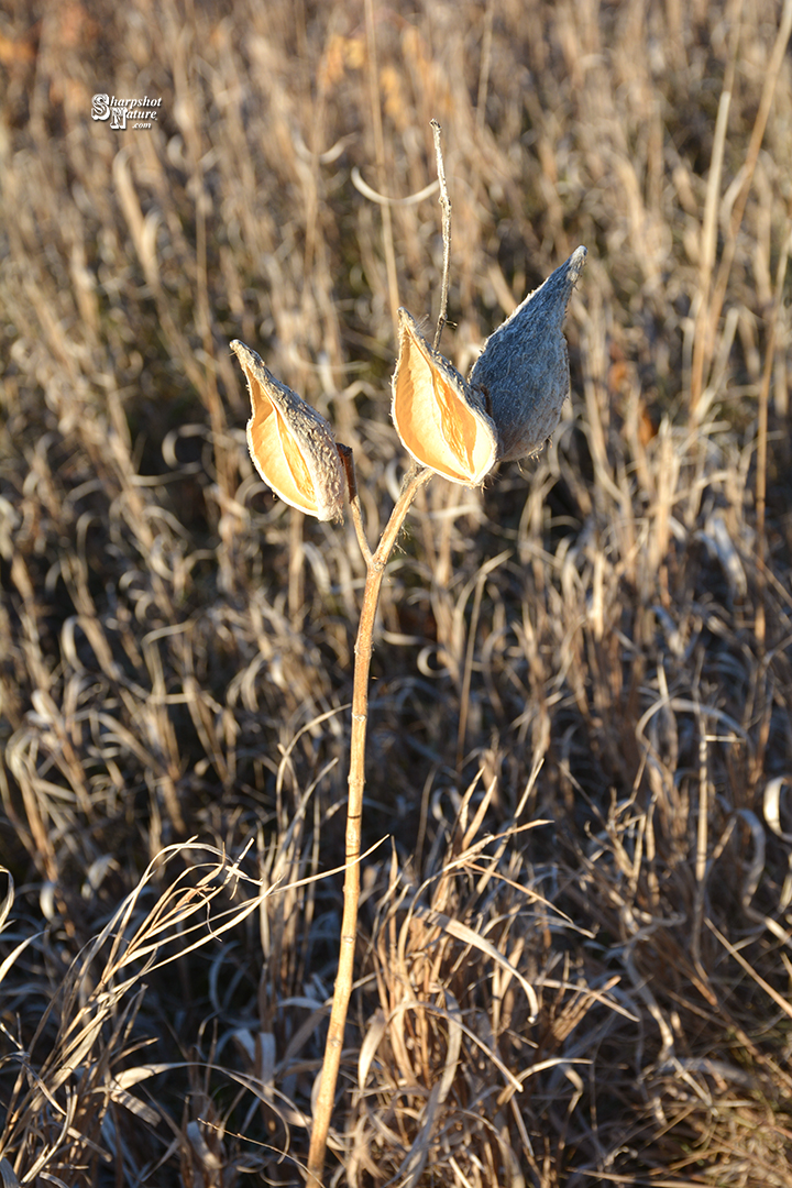 Milkweed Seedpod