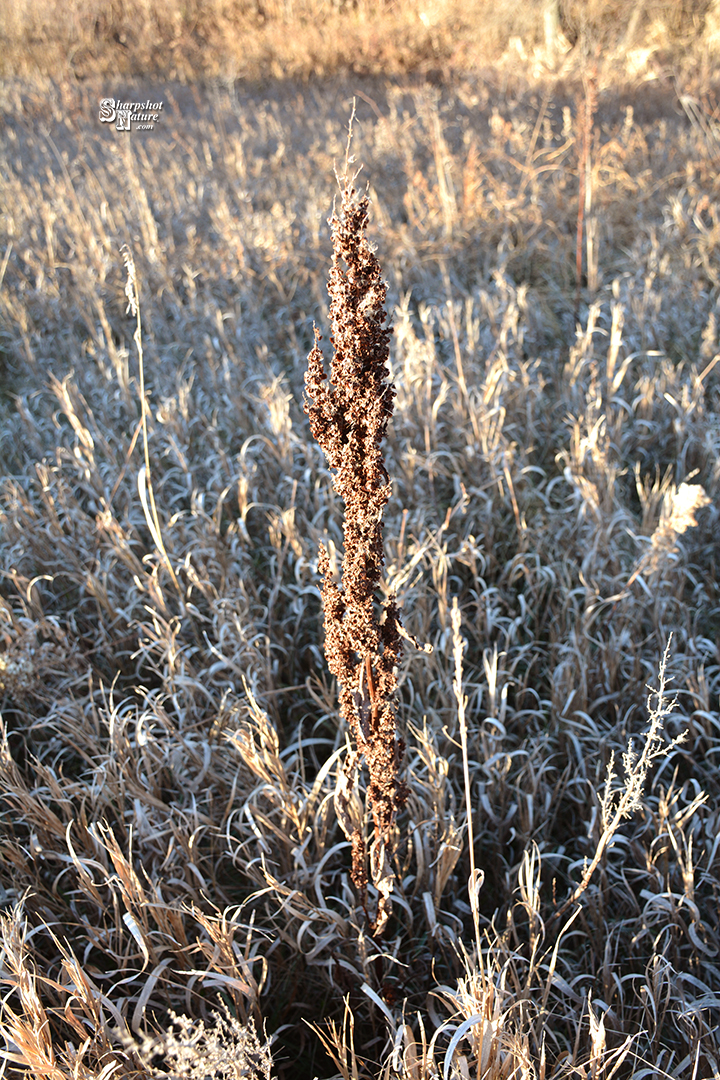 Curly Dock