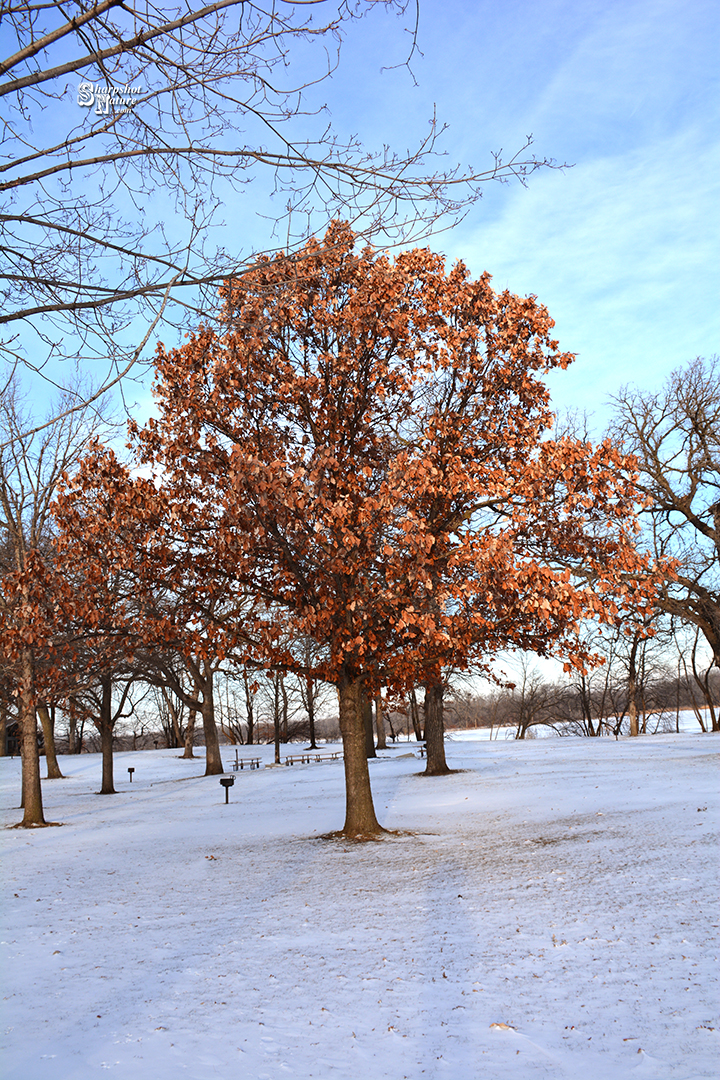 Oak Tree