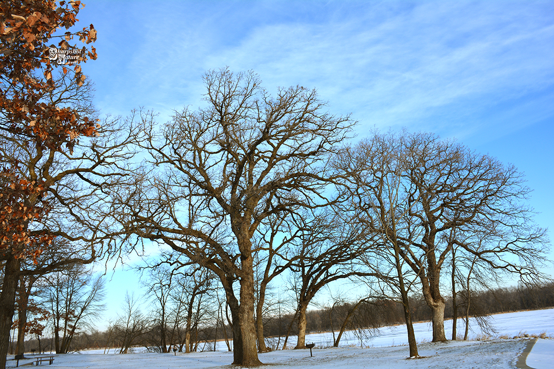 Oak Tree