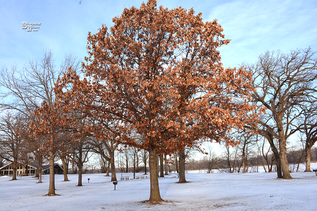 Oak Tree