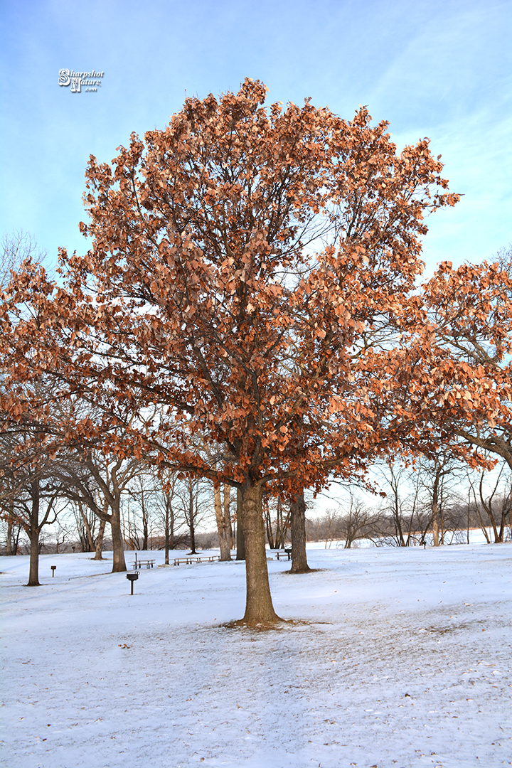 Oak Tree