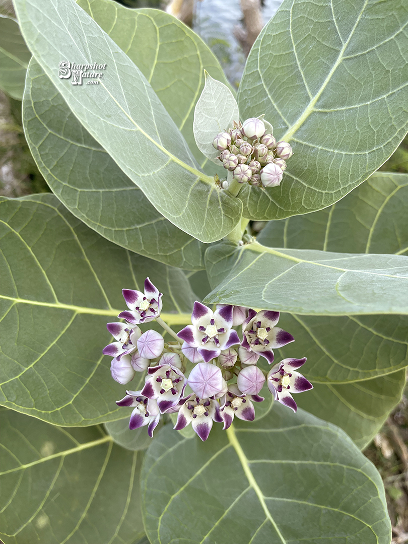 Calotropis Procera