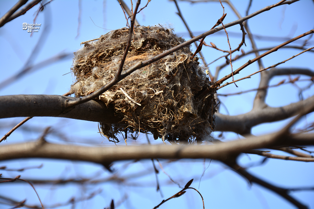 Bird Nest