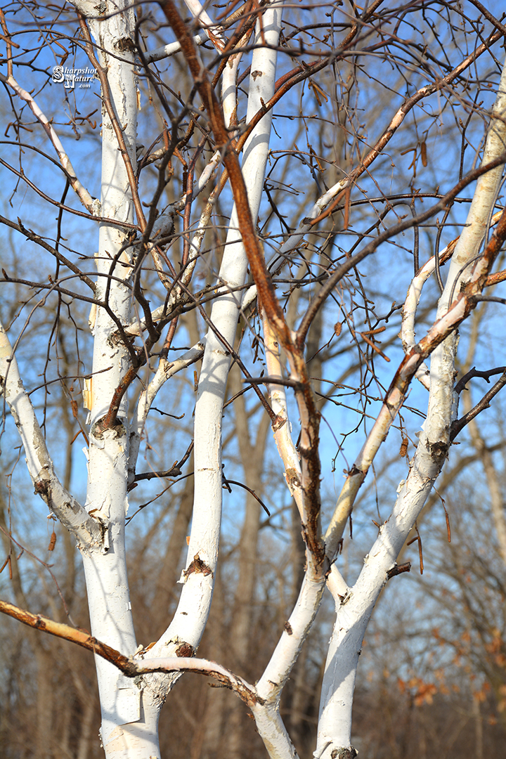 Birch Tree