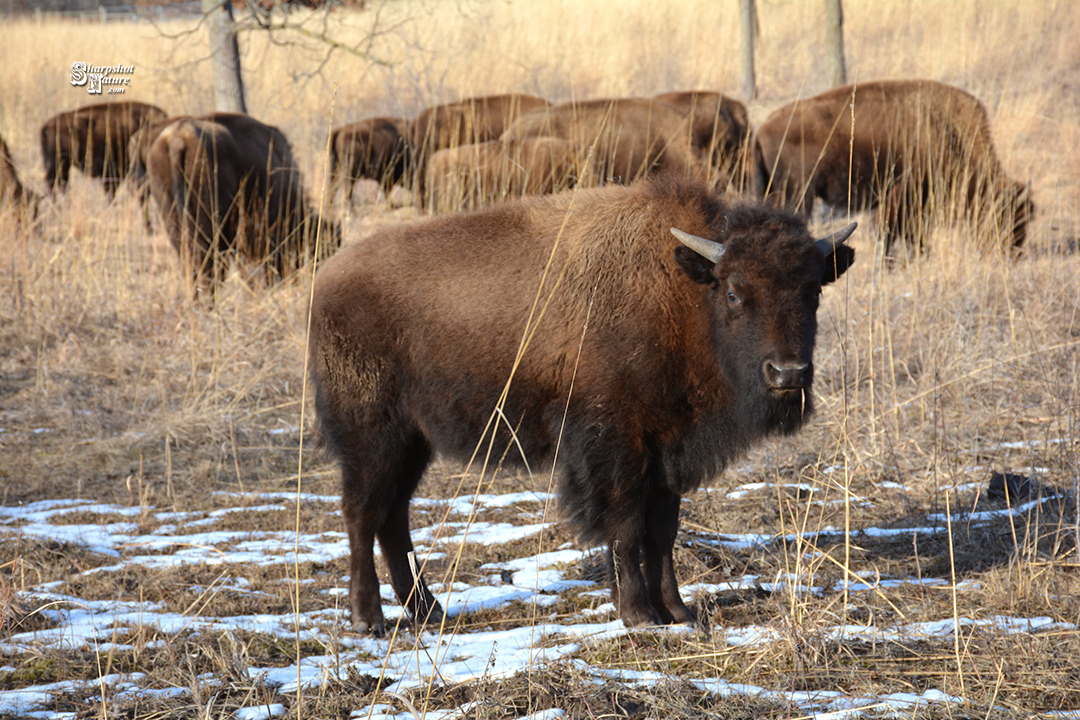 Bison