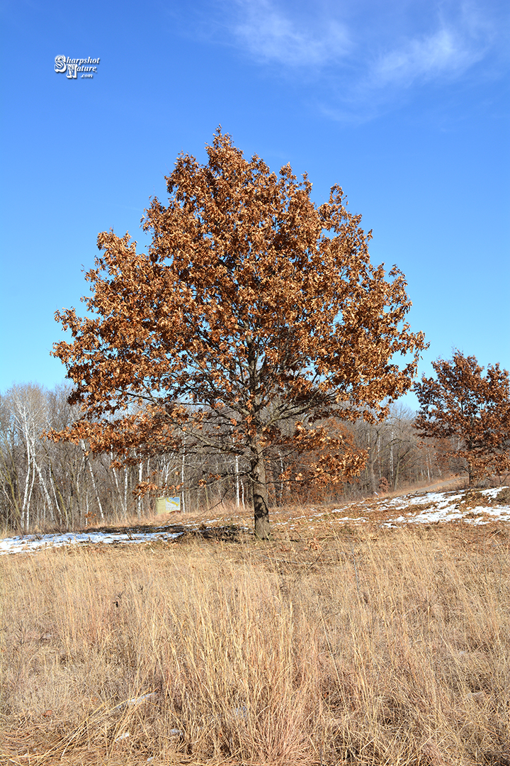 Oak Tree