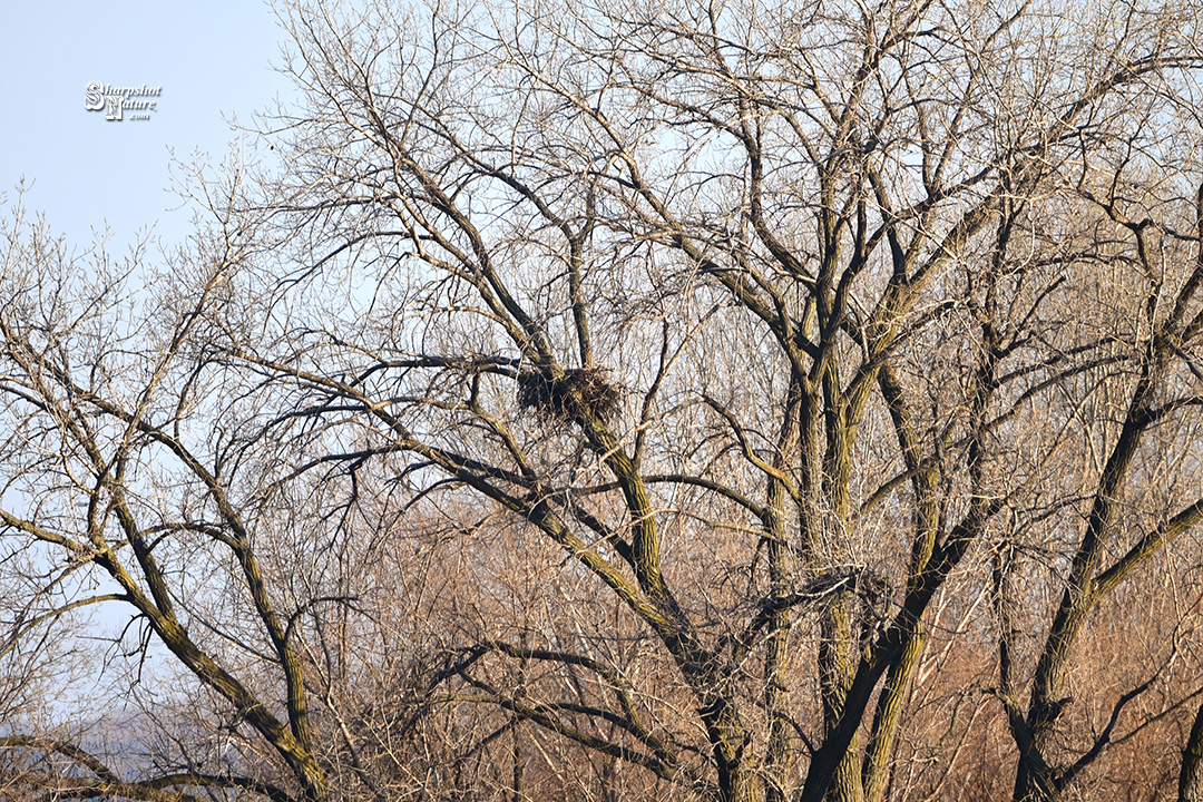 Bald Eagle Nest