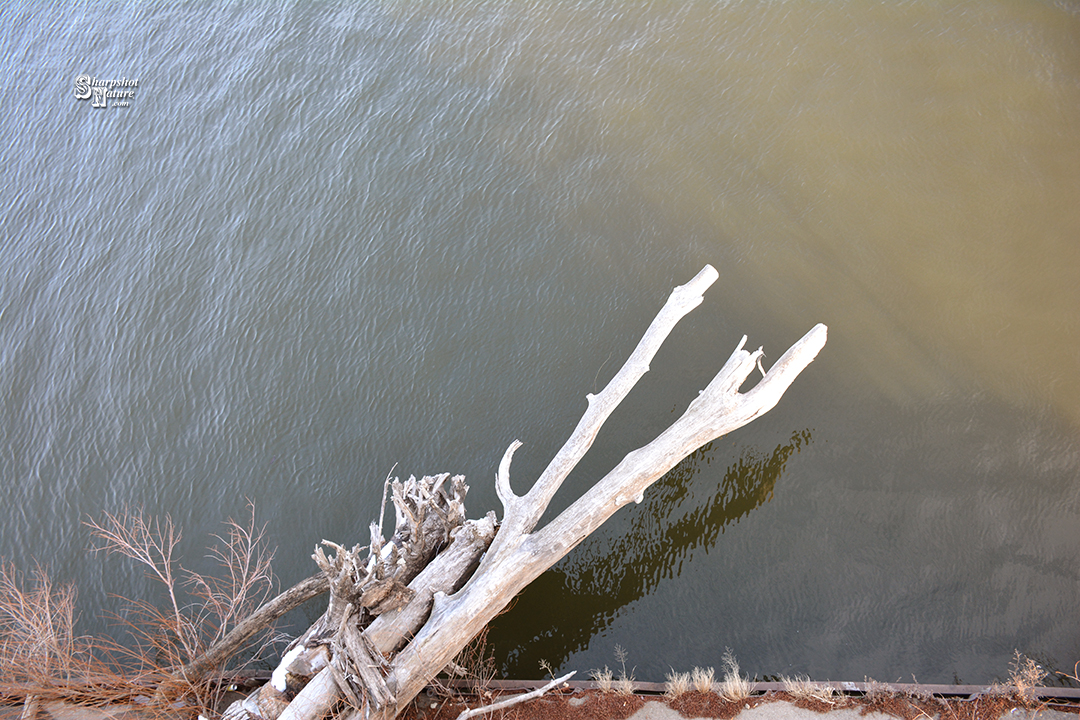 Driftwood