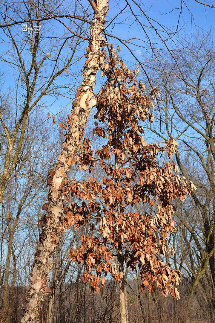 Birch Tree